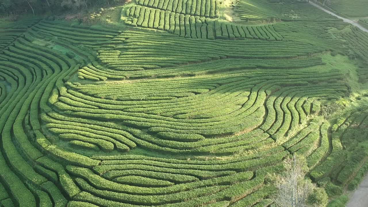 空中无人机拍摄的亚速尔群岛<s:1>奥米格尔的戈里亚纳茶园视频下载