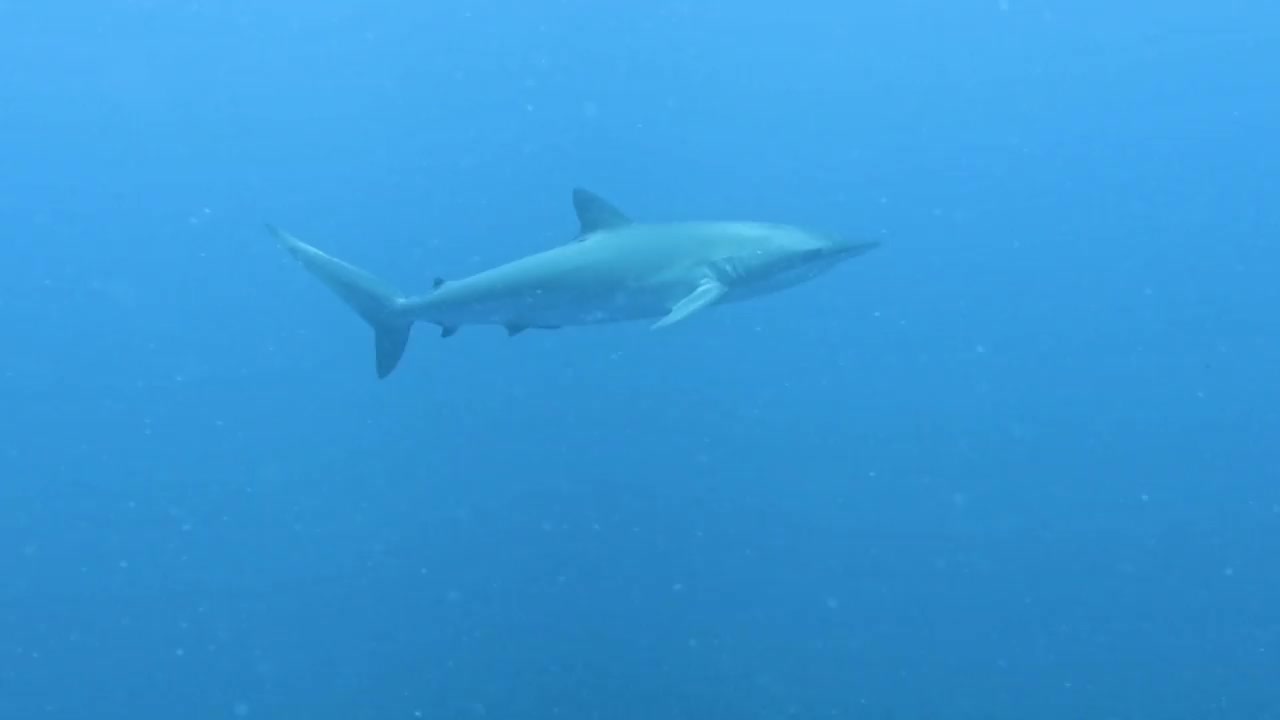 在墨西哥下加利福尼亚南部的太平洋，一条丝鲨(Carcharhinus falciformis)的4k视频视频下载