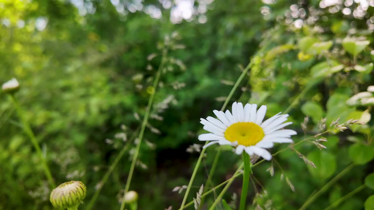 近距离野生雏菊在森林保护区4K库存视频视频素材