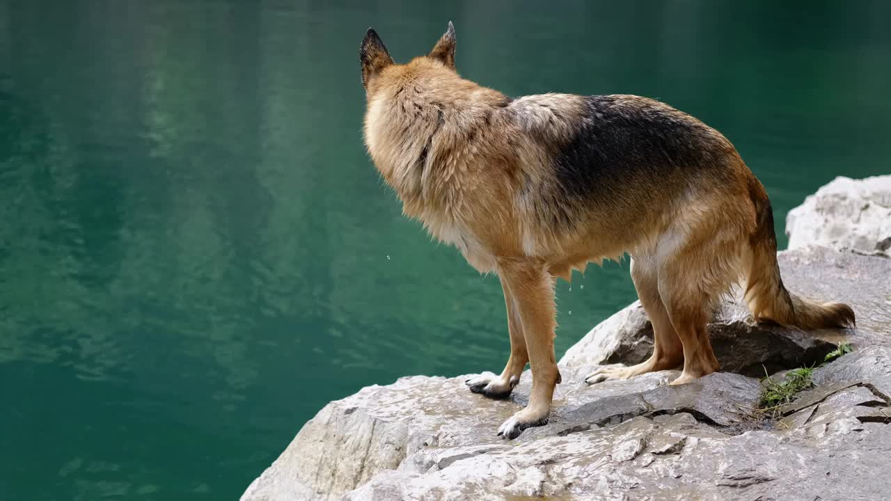 塞尔维亚的Ledinci湖。一只漂亮的纯种狗站在碧绿湖水旁摆姿势。一只湿漉漉的红毛黑色德国牧羊犬在一个阳光明媚的夏日在池塘里游泳后。视频素材