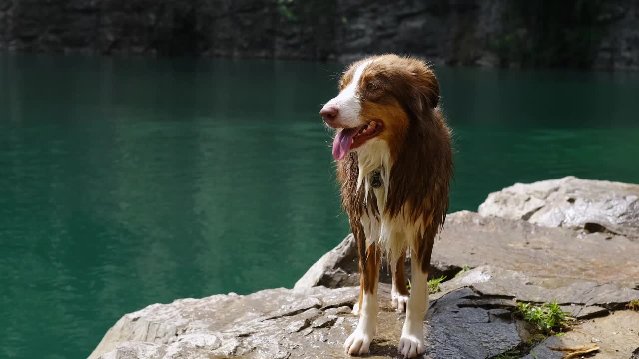 塞尔维亚的Ledinci湖。一只漂亮的纯种狗站在碧绿湖水旁摆姿势。在一个阳光明媚的夏日，一只潮湿的棕色澳大利亚牧羊犬在池塘里游泳后。视频下载