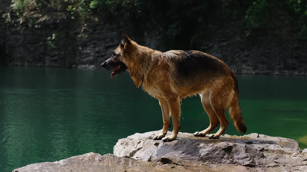 塞尔维亚的Ledinci湖。一只漂亮的纯种狗站在碧绿湖水旁摆姿势。一只湿漉漉的红毛黑色德国牧羊犬在一个阳光明媚的夏日在池塘里游泳后。视频下载