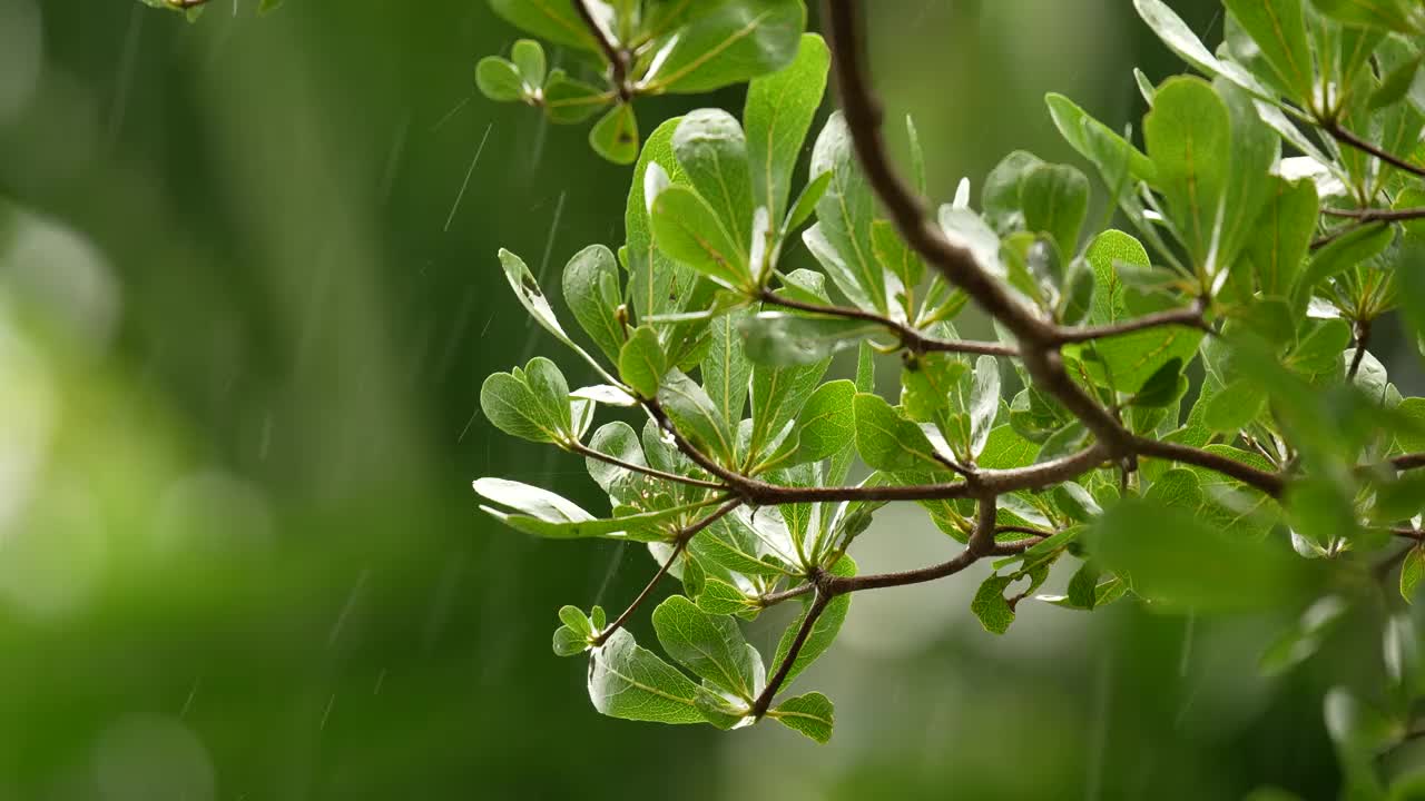 象牙海岸杏树(叶)的分支在风中移动。视频素材