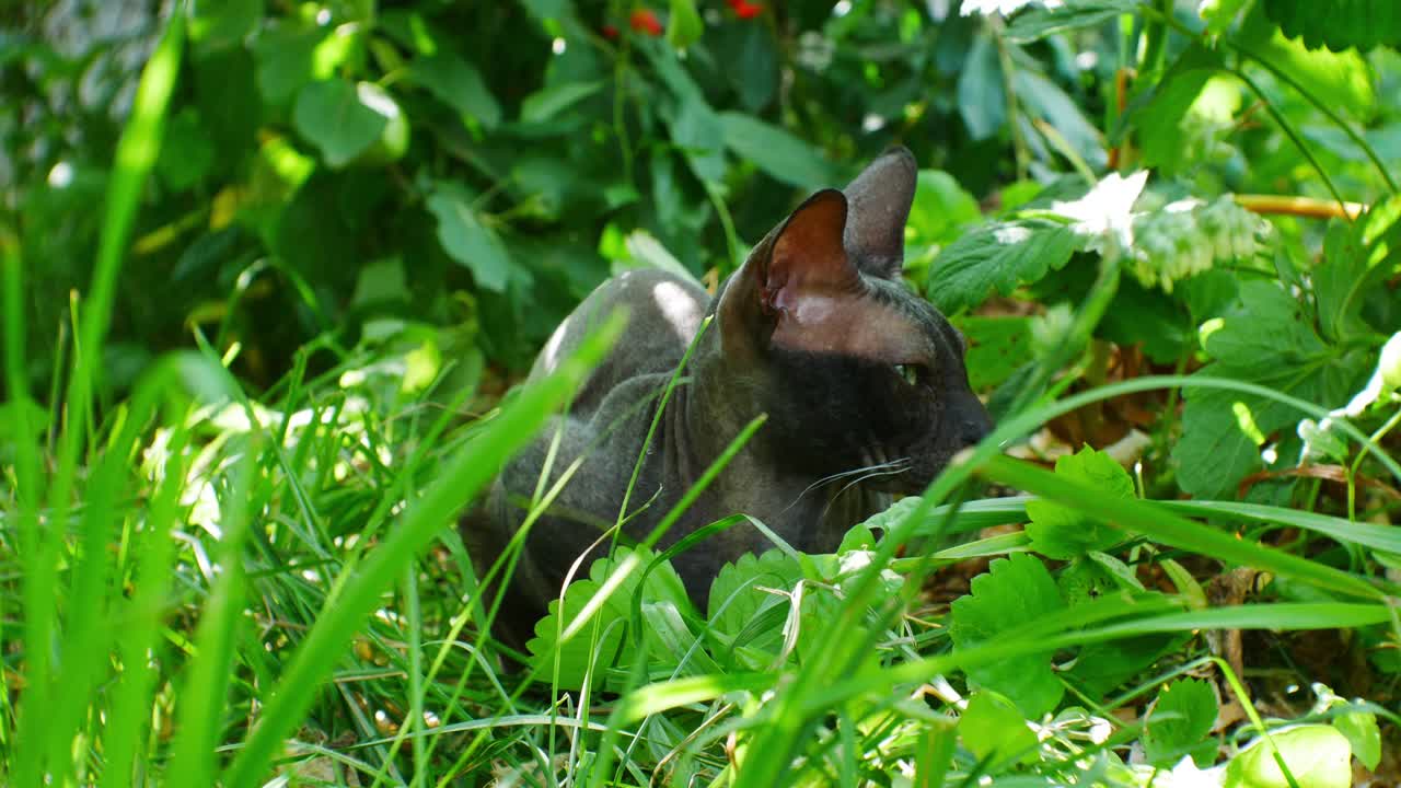 在炎热的夏天，一只骄傲的黑猫在绿色的花园里。可爱的宠物。老年人的伴侣猫。对毛皮过敏。视频下载