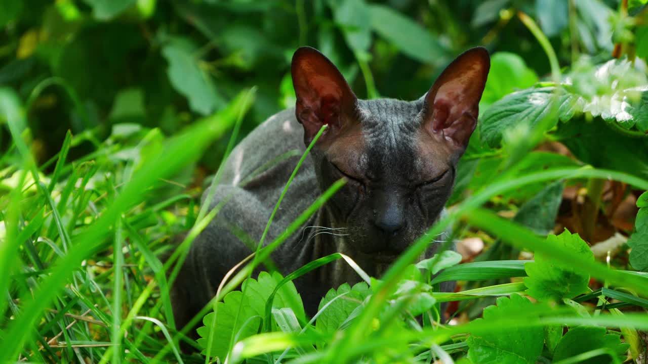 在炎热的夏日，没有皮毛的黑猫斯芬克斯走过绿色的花园。可爱的宠物。老年人的伴侣猫视频下载