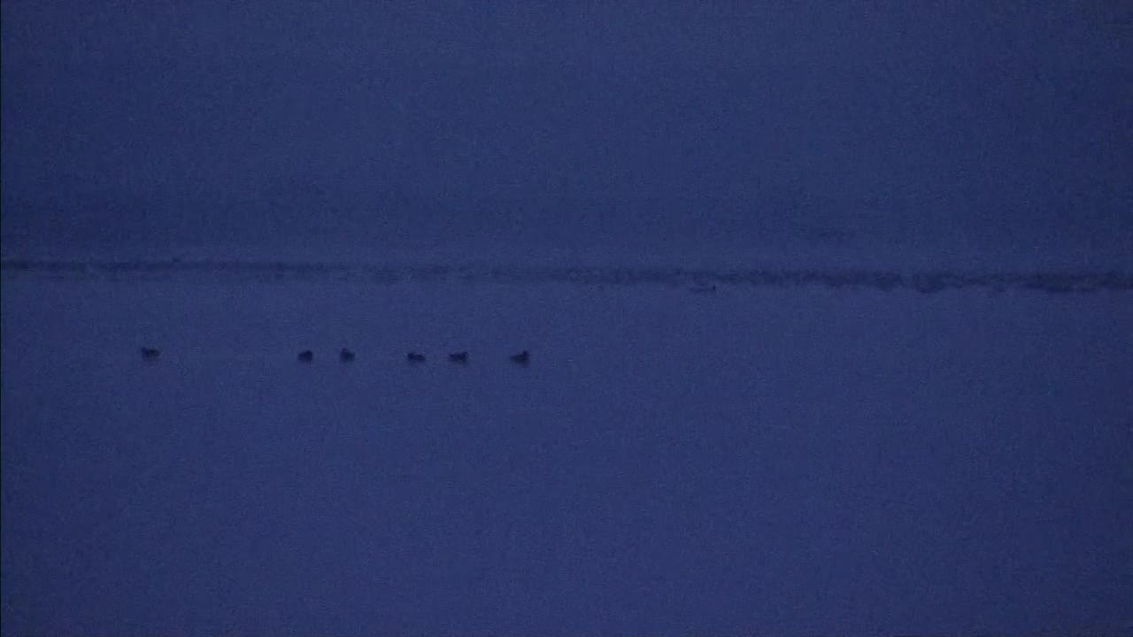 日本北海道，黎明前有鸟的宇桐奈湖视频素材