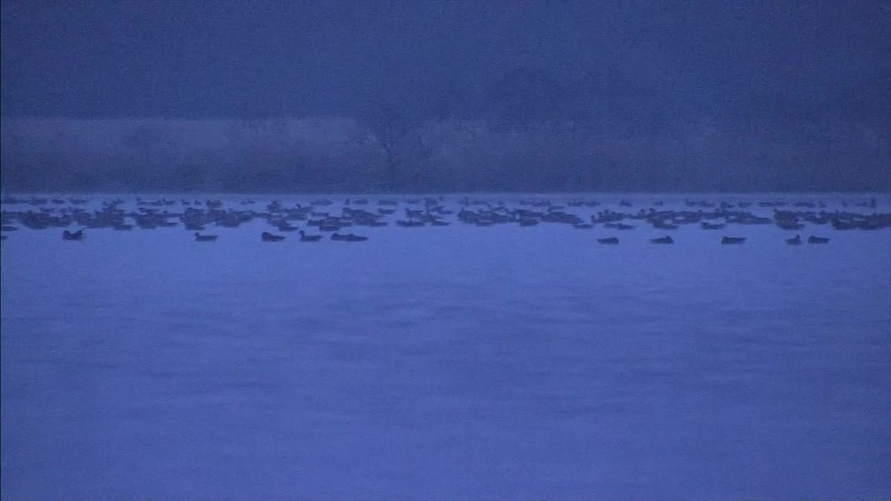 日本北海道宇桐奈湖上的众多鸟类视频素材