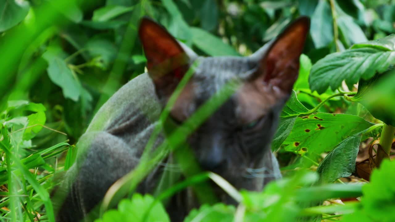 Sphynx。在炎热的夏日里，一只自信的无毛黑猫在绿色的花园里玩耍。可爱的伴侣宠物，适合有毛皮过敏的老年人视频素材