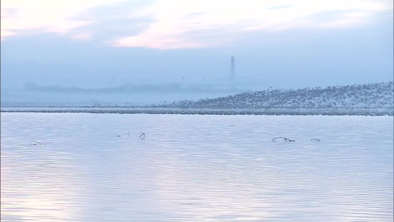 一群鸟从日本北海道的湖面上起飞视频下载