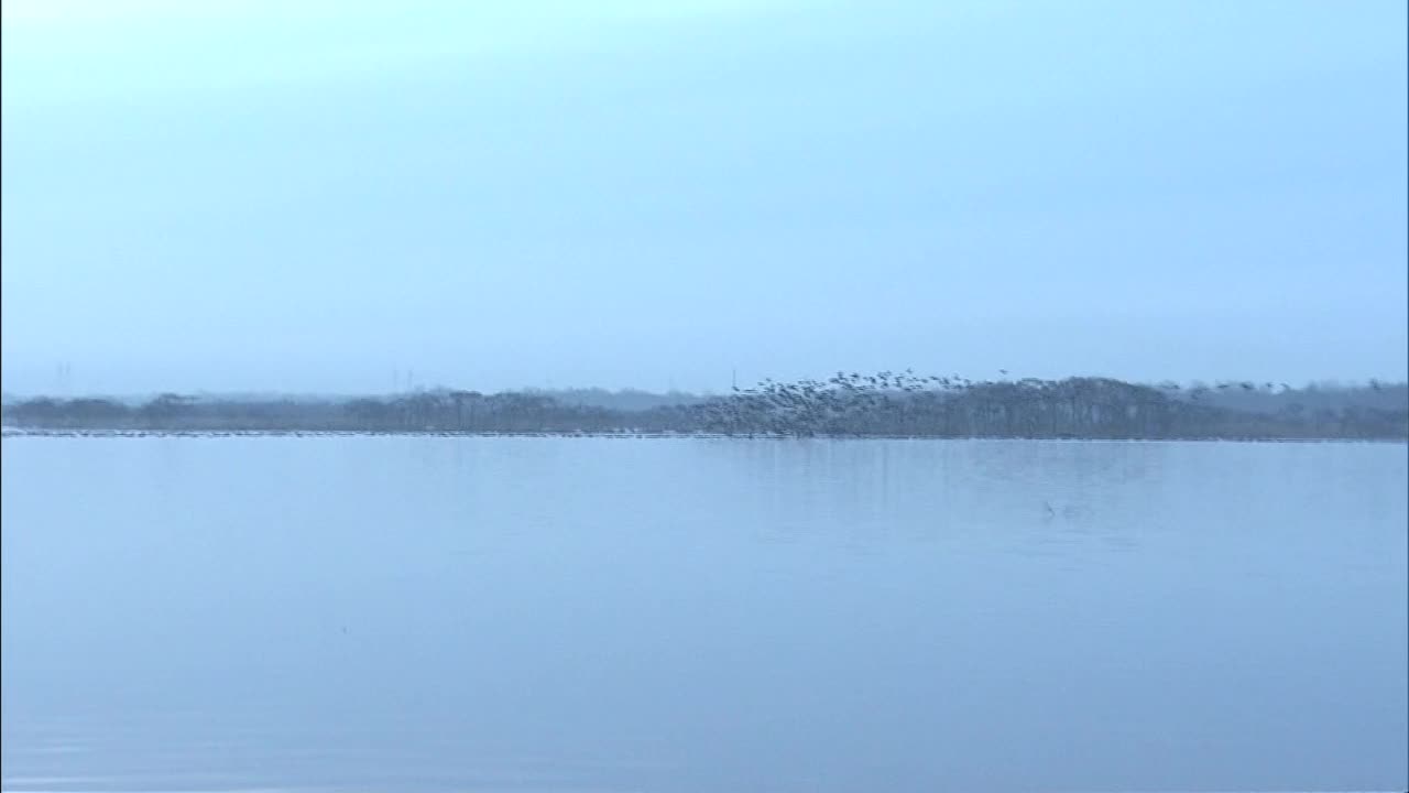 一群鸟从日本北海道的湖面上起飞视频下载