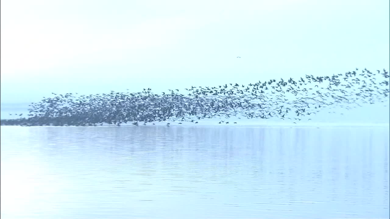 一群鸟从日本北海道的湖面上起飞视频素材