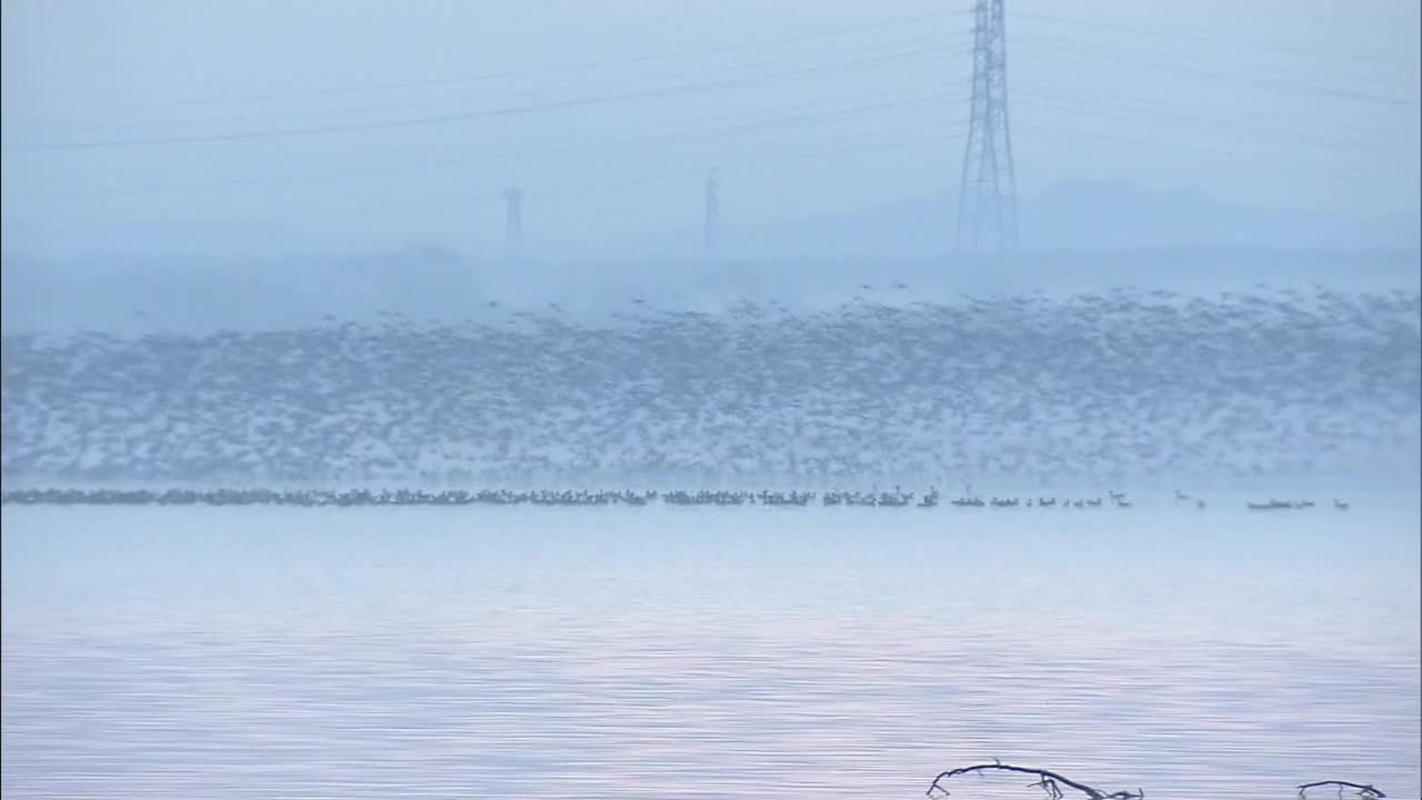 一群鸟从日本北海道的湖面上起飞视频素材