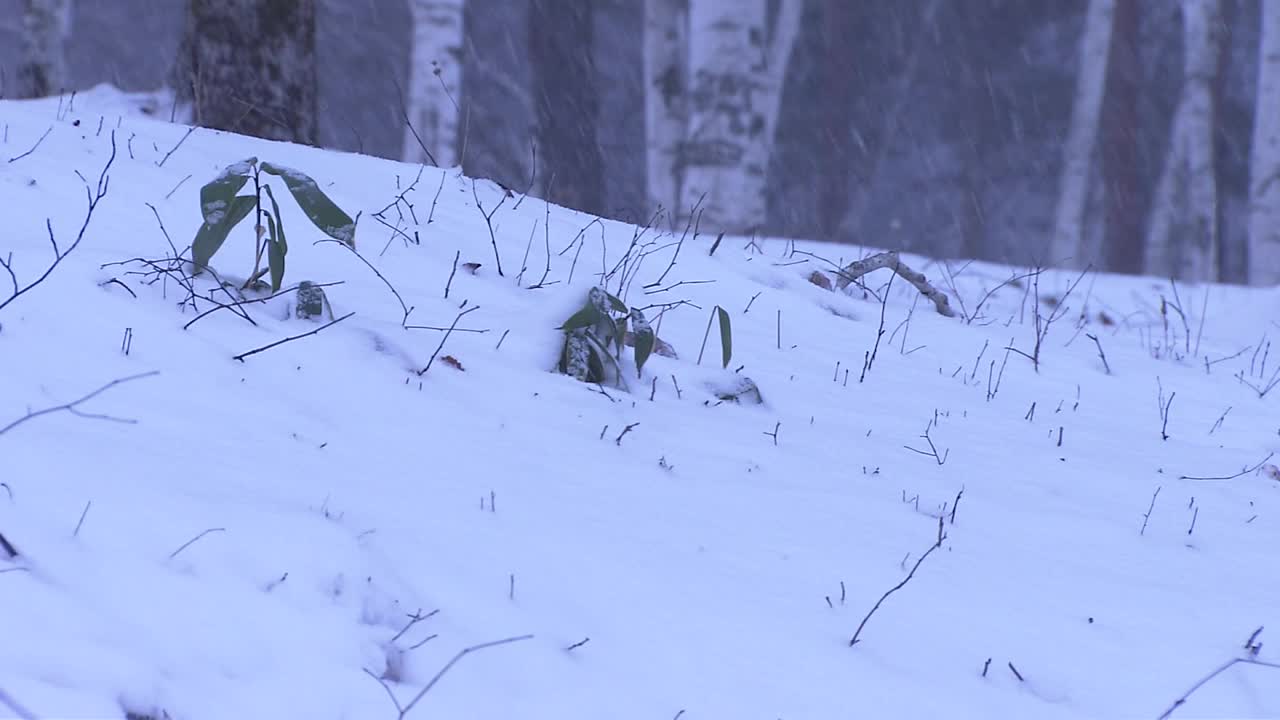 日本岩手县湖畔的雪景视频素材