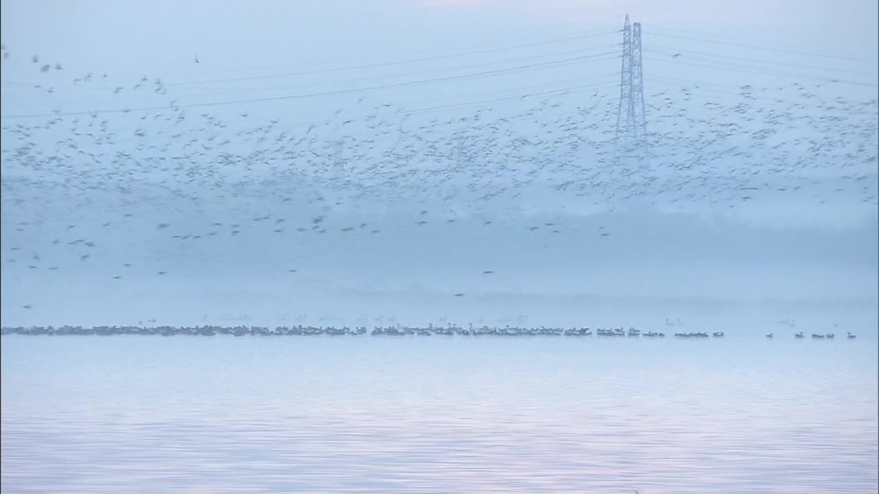 一群鸟在湖面上飞翔，北海道，日本视频下载