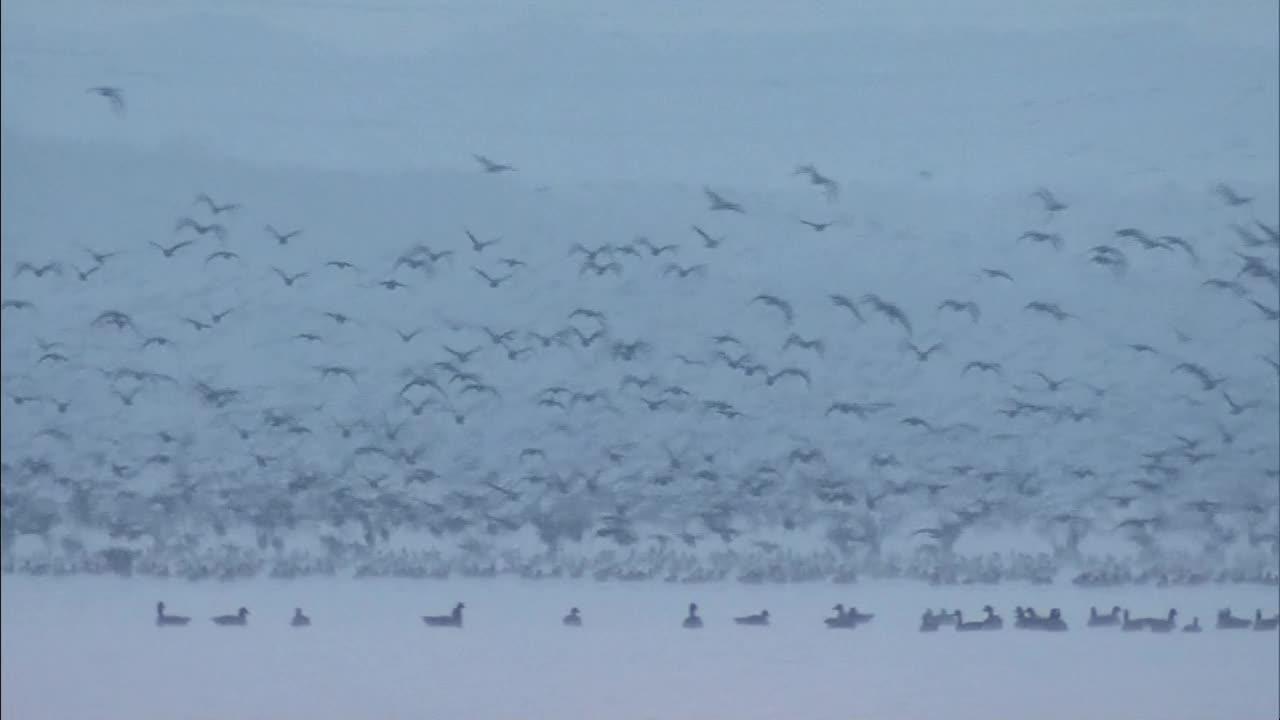 一群鸟在湖面上飞翔，北海道，日本视频素材