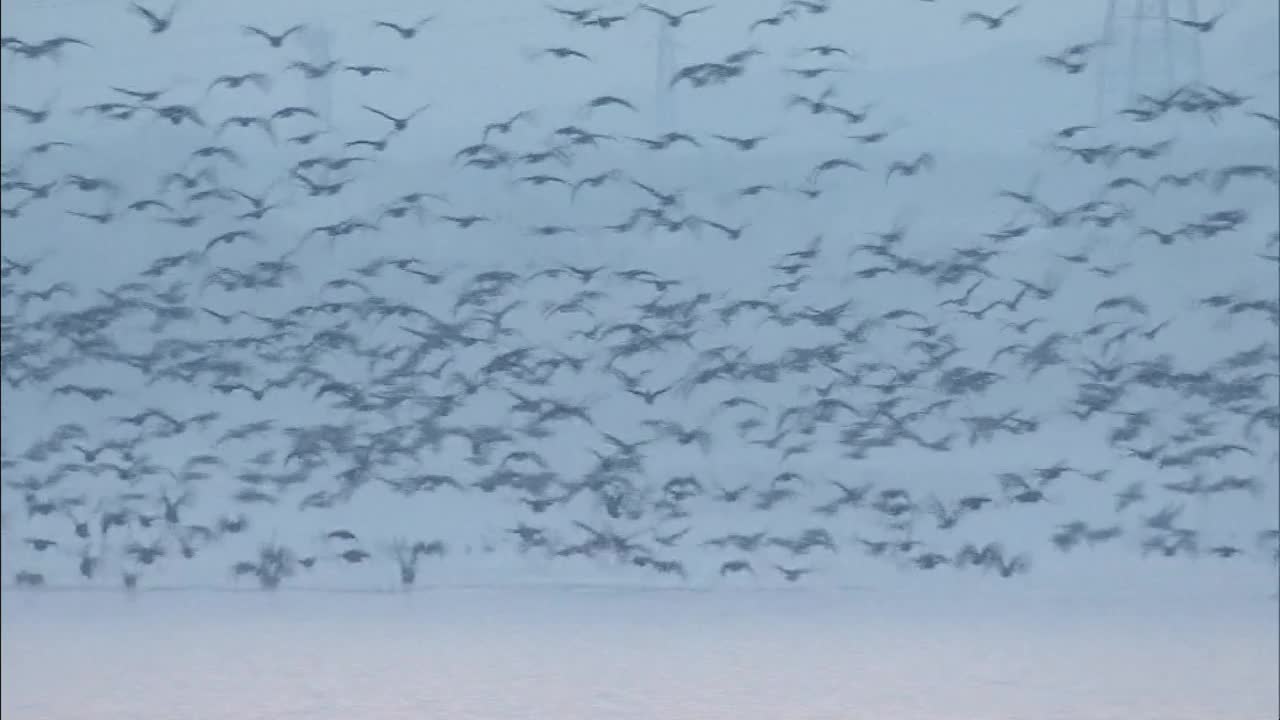 一群鸟在湖面上飞翔，北海道，日本视频素材