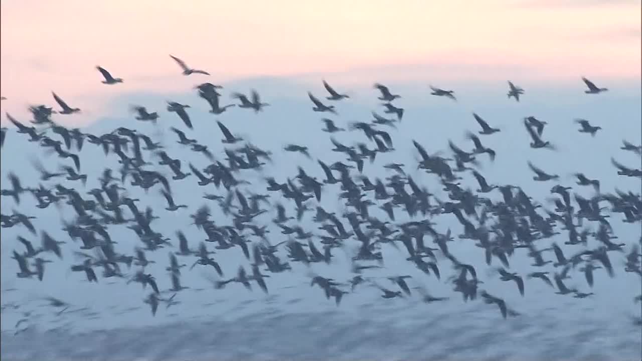 一群鸟在湖面上飞翔，北海道，日本视频下载