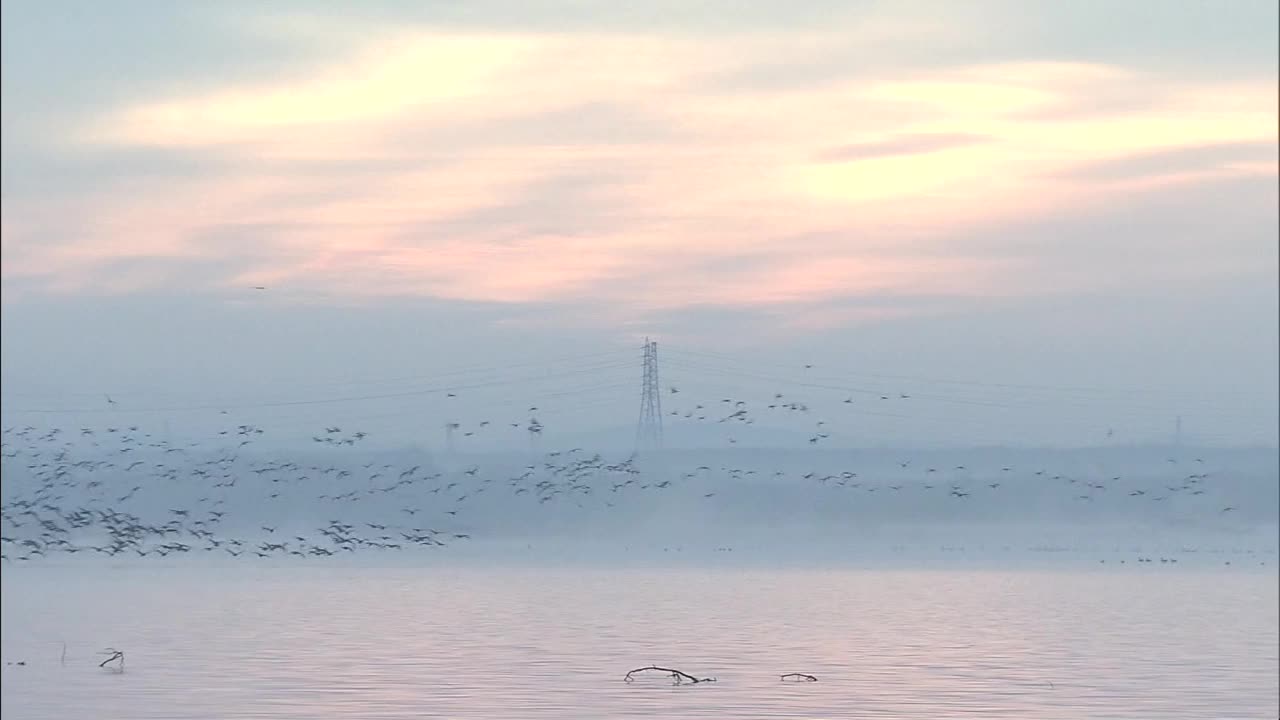 一群鸟在湖面上飞翔，北海道，日本视频素材