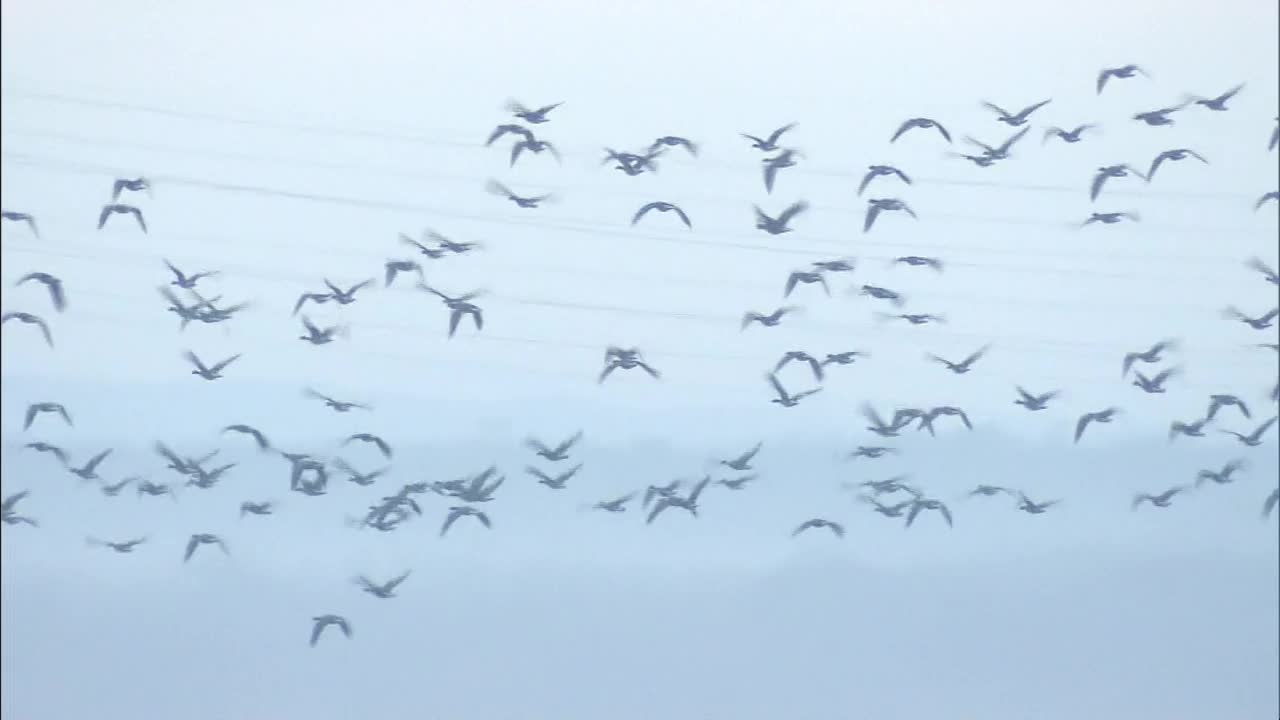 一群鸟在湖面上飞翔，北海道，日本视频下载