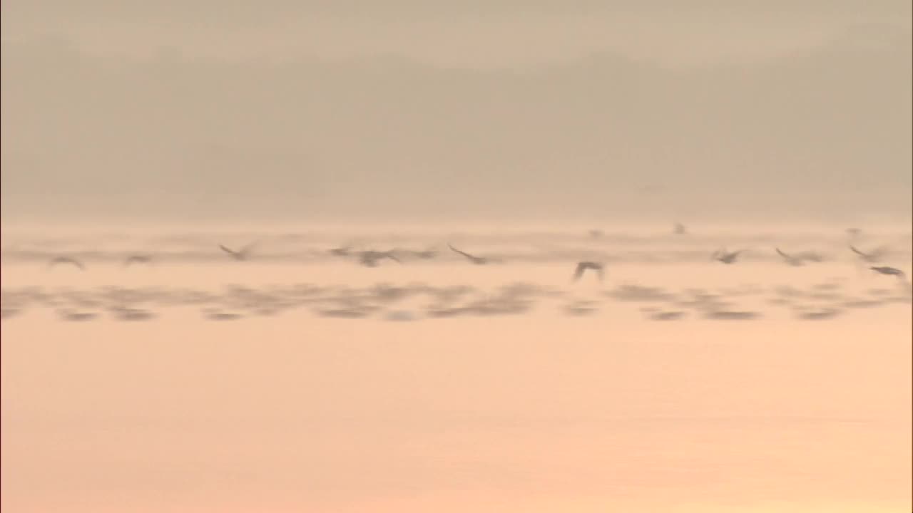 一群鸟在湖面上飞翔，北海道，日本视频素材