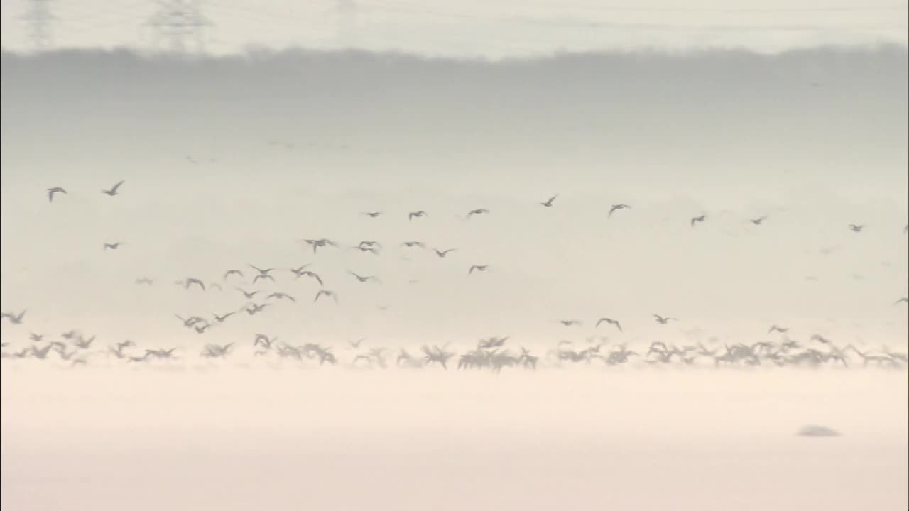 一群鸟在湖面上飞翔，北海道，日本视频下载