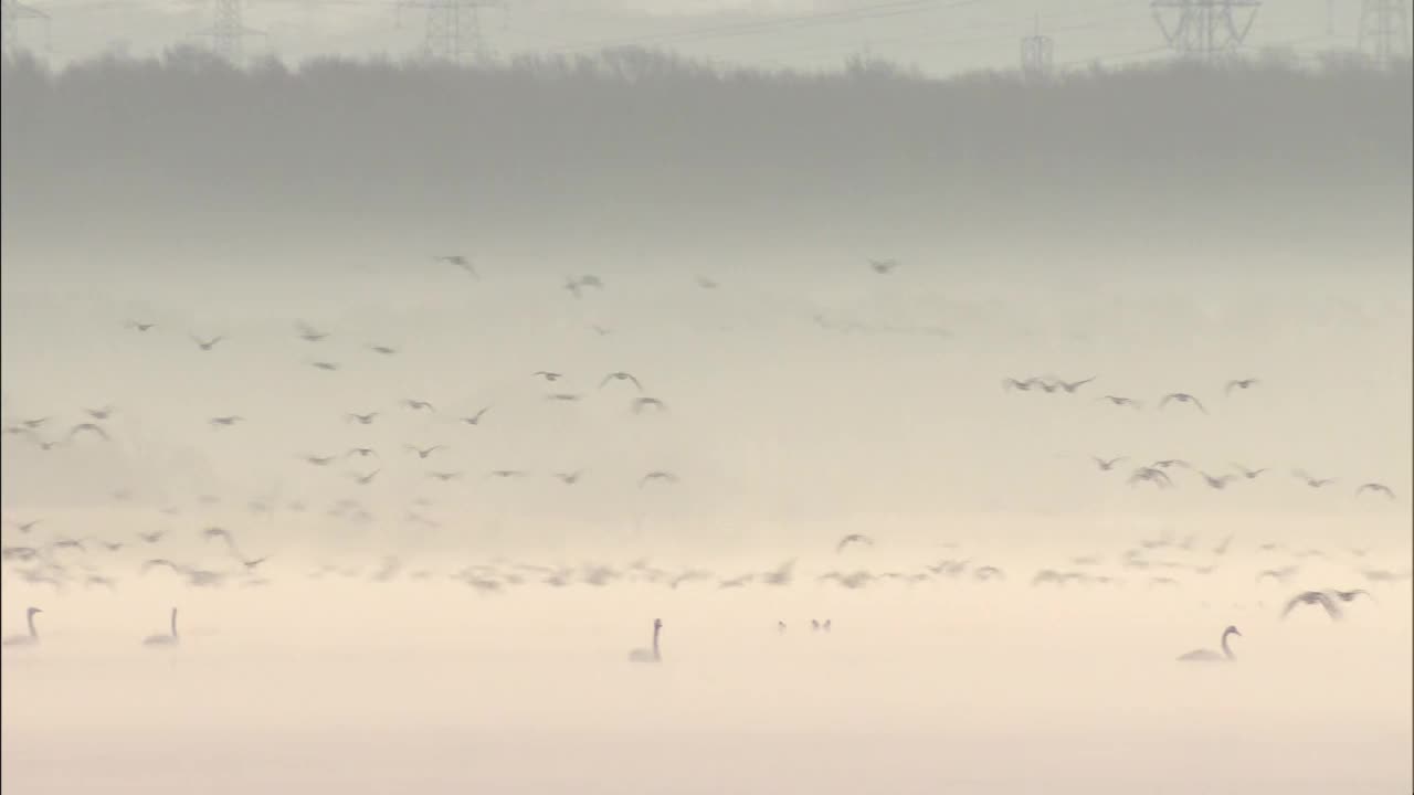 一群鸟在湖面上飞翔，北海道，日本视频下载