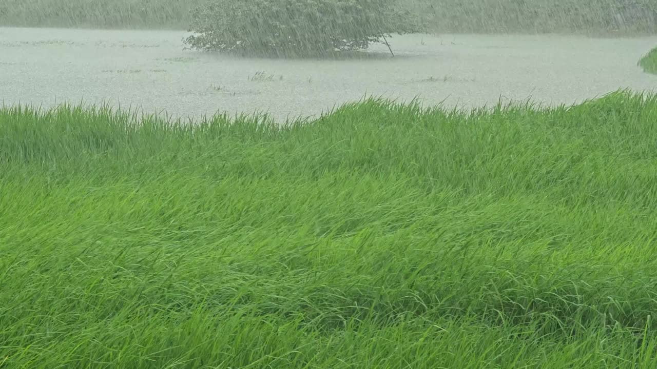 大雨落在稻田的洪水面上视频素材