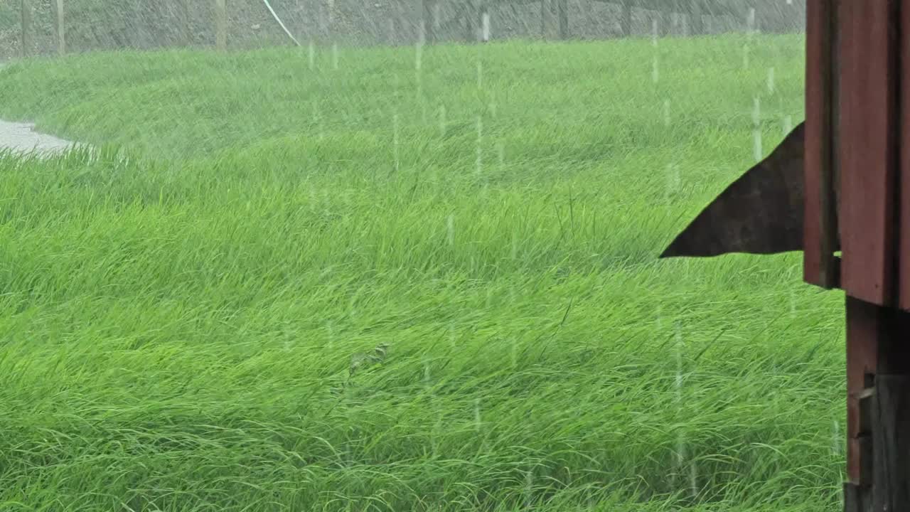 倾盆大雨落在农场庄稼的稻田上。视频素材