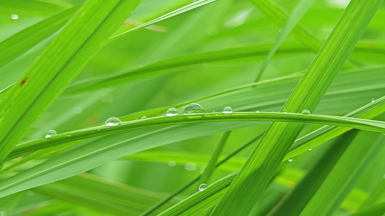 绿叶上有露珠的绿米特写。清晨翠绿的稻田。视频素材