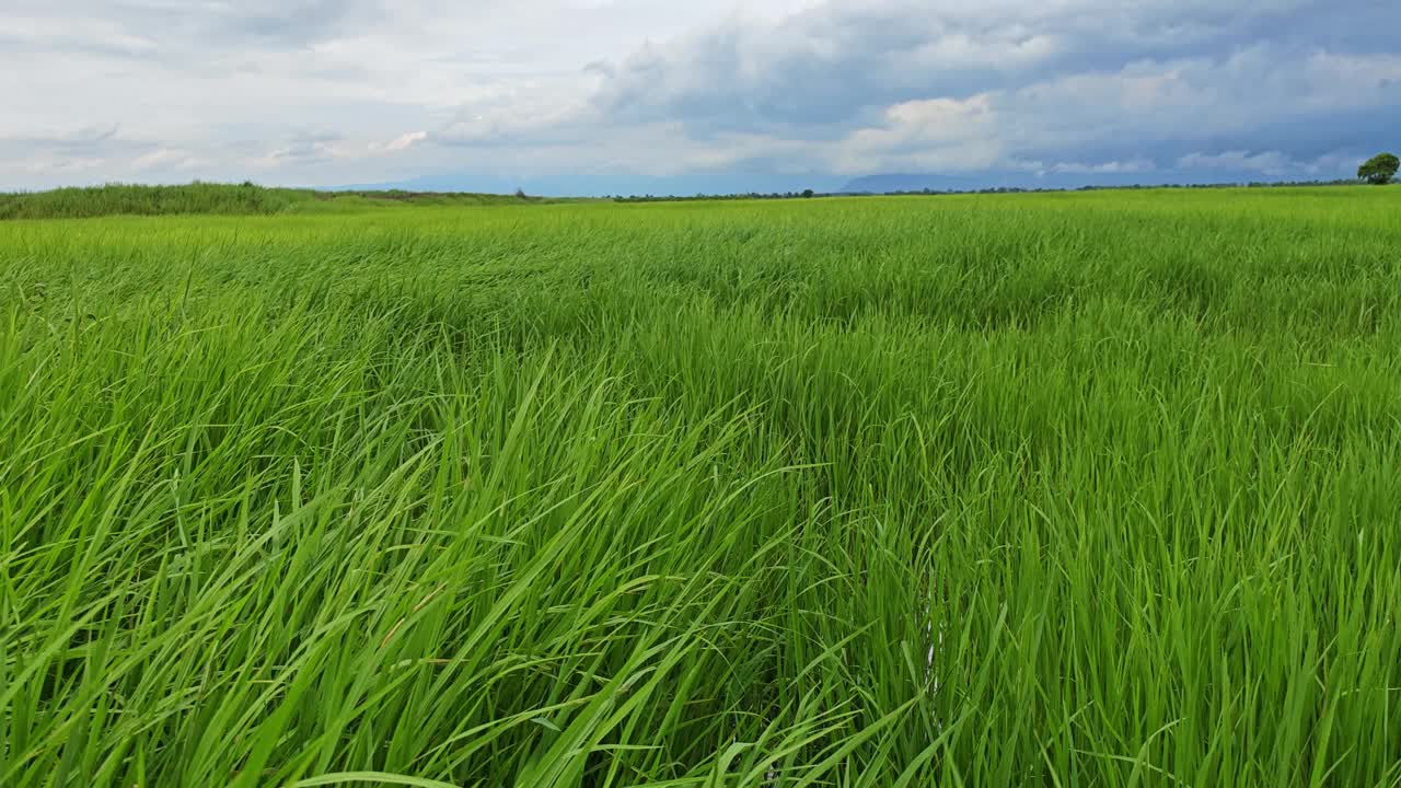 雨后，水稻在风中摇曳视频素材