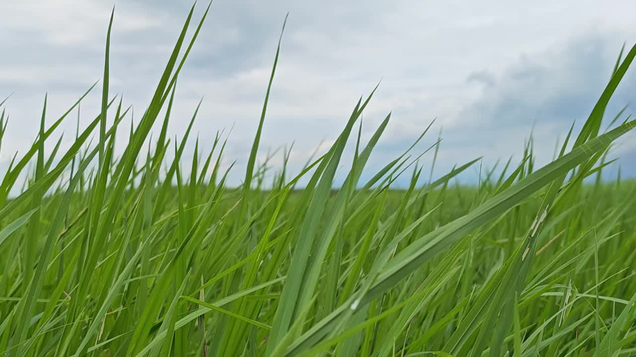 水稻在风中摇曳。视频素材