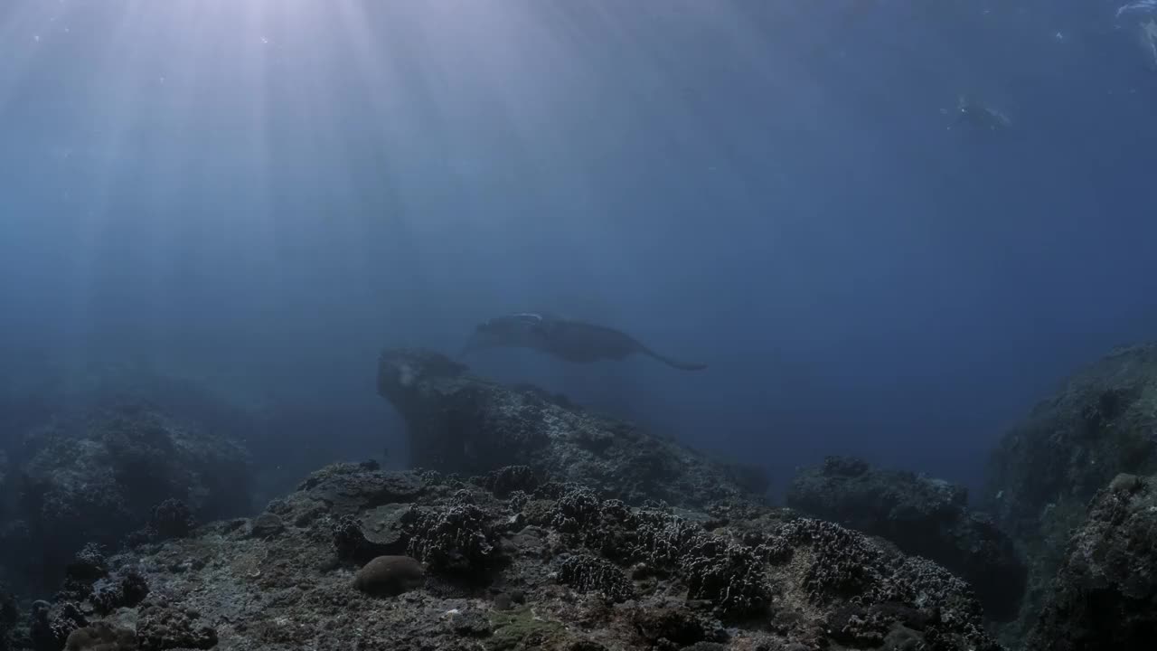 神奇的海洋动物视频素材