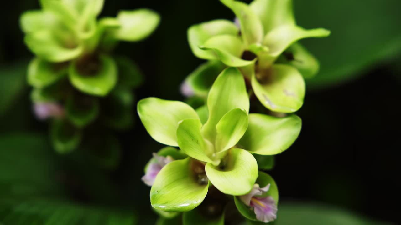 盛开的暹罗郁金香花视频下载