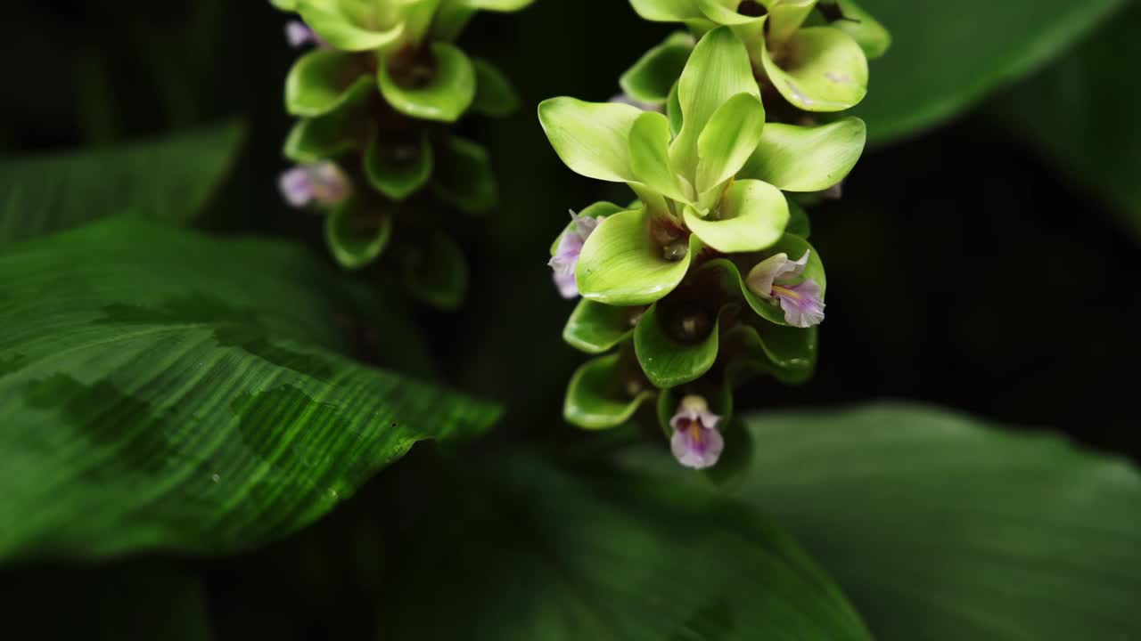 盛开的暹罗郁金香花视频下载