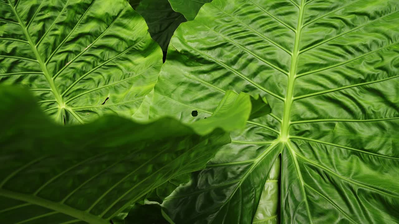 一种大桦树的表面叶子，巨芋，巨芋头，猿，巨芋，大芋和皮亚。视频下载