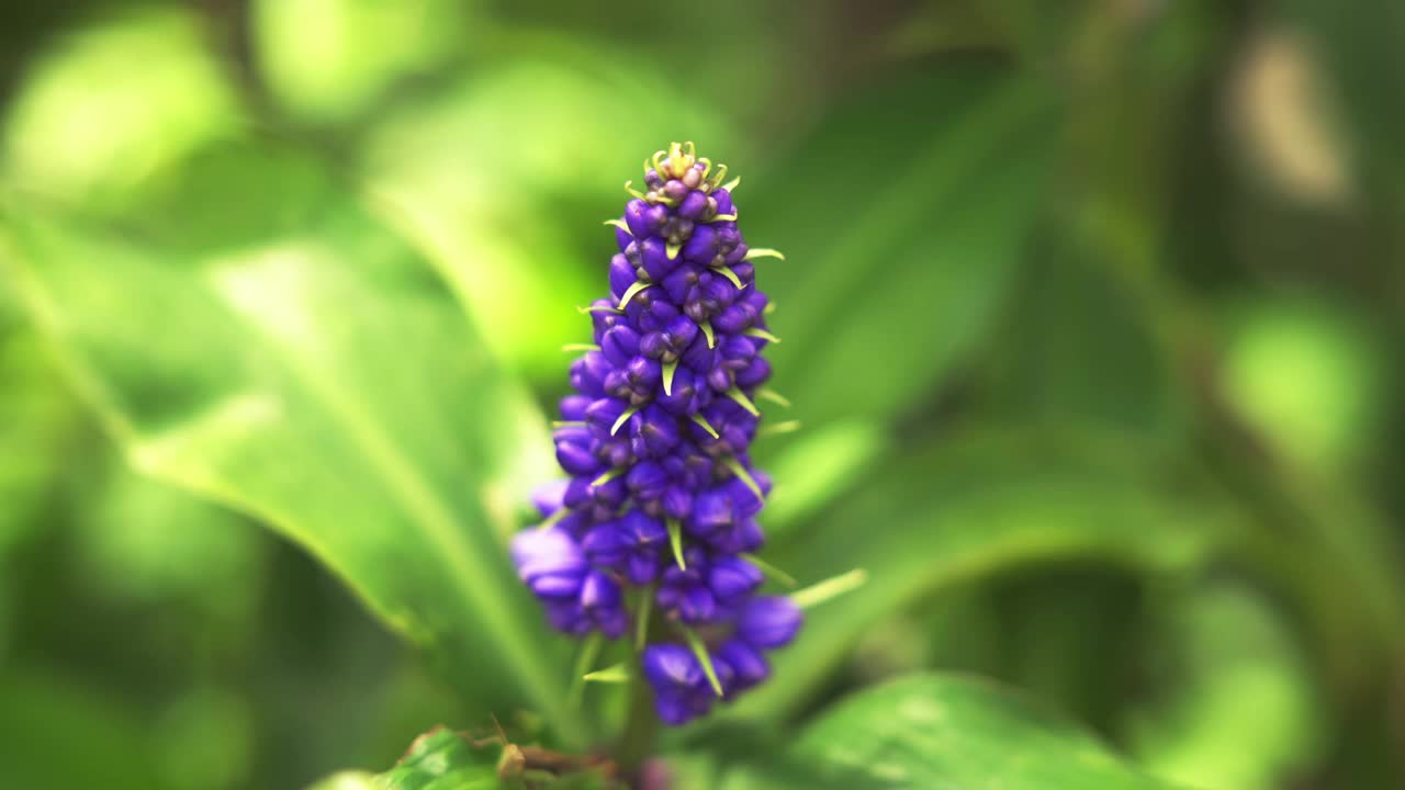 紫色花朵的特写。花园开花。视频4k素材视频下载