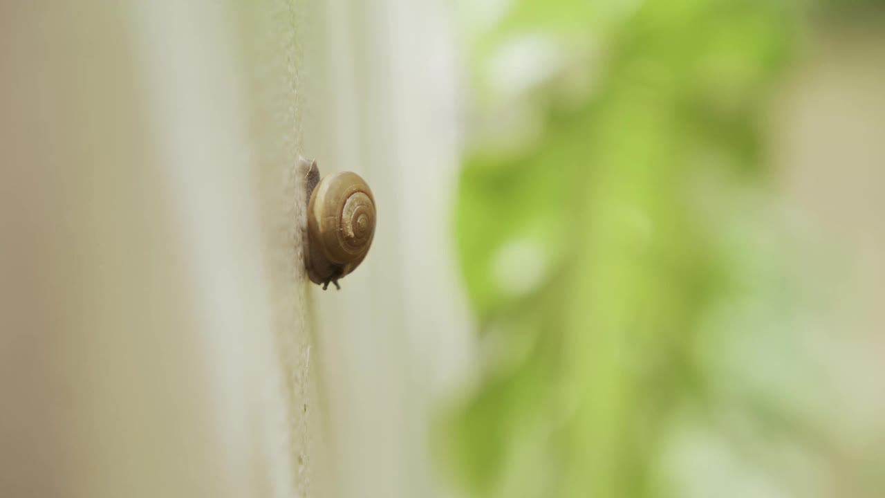 蜗牛在墙上的特写。花园开花。视频4k素材视频下载