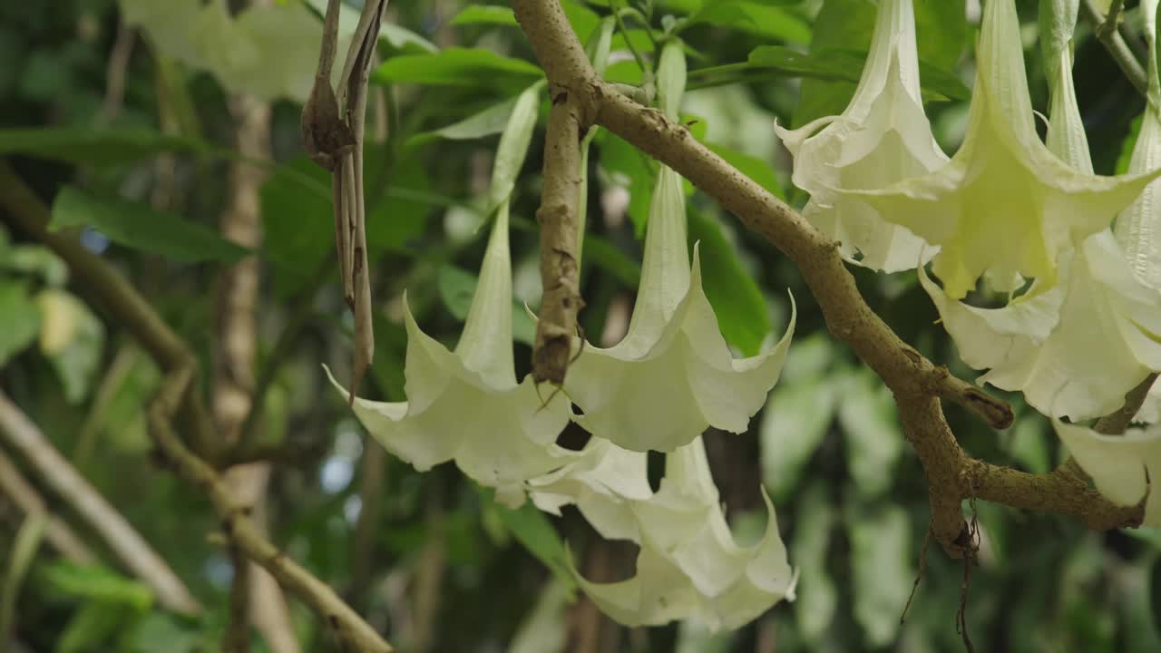 白色的喇叭花天使。花园开花。视频4k素材视频下载