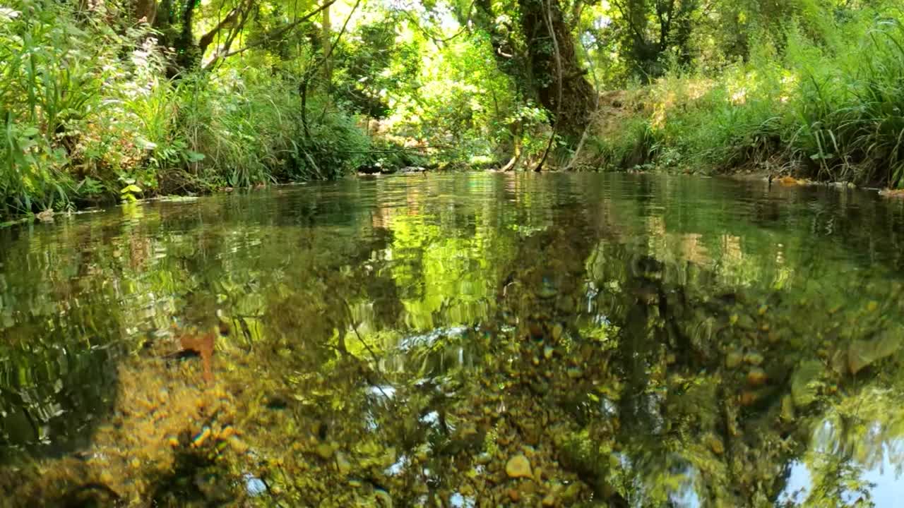 河水下的鱼视频视频下载