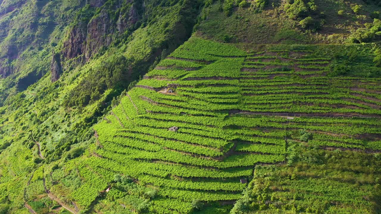 阳光明媚的日子里，绿色的葡萄园露台。圣维森特，马德拉，葡萄牙。鸟瞰图视频下载