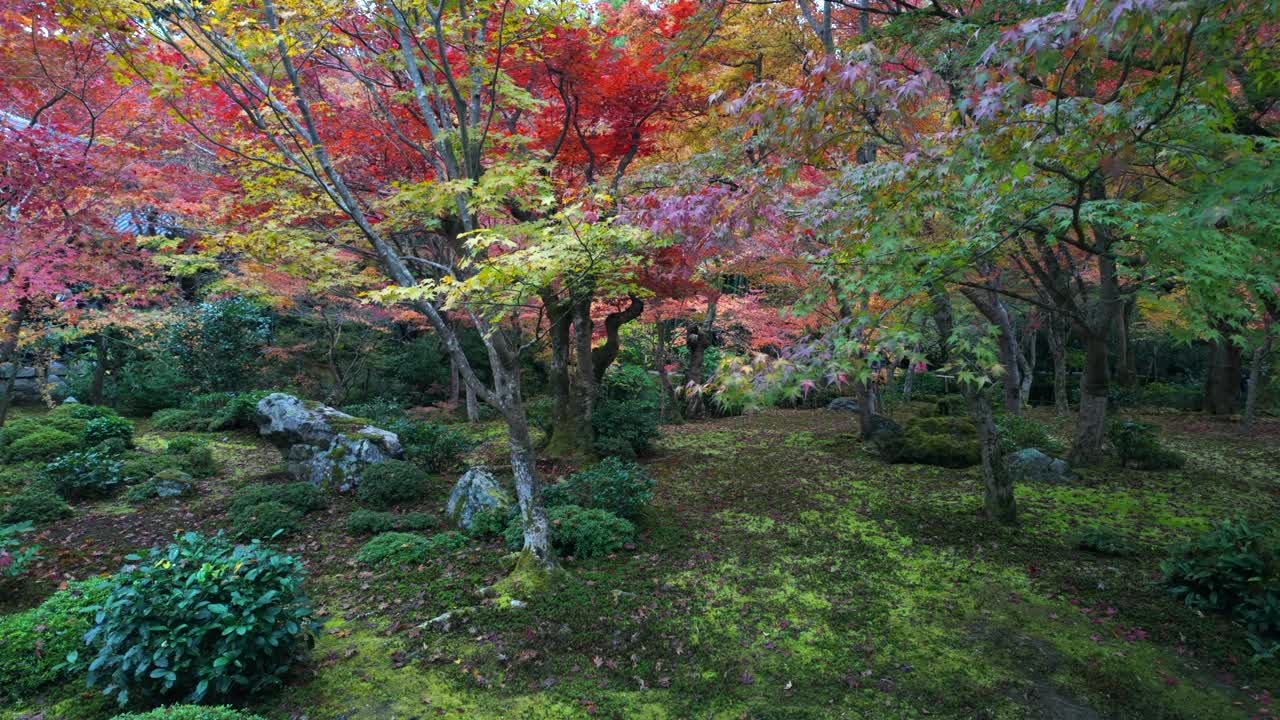 日本的秋天，在京都的一个美丽的日本花园里树叶变色视频下载