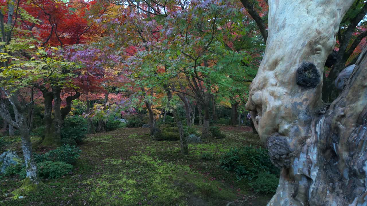 日本的秋天，在京都的一个美丽的日本花园中，平移拍摄的树叶正在变色视频素材