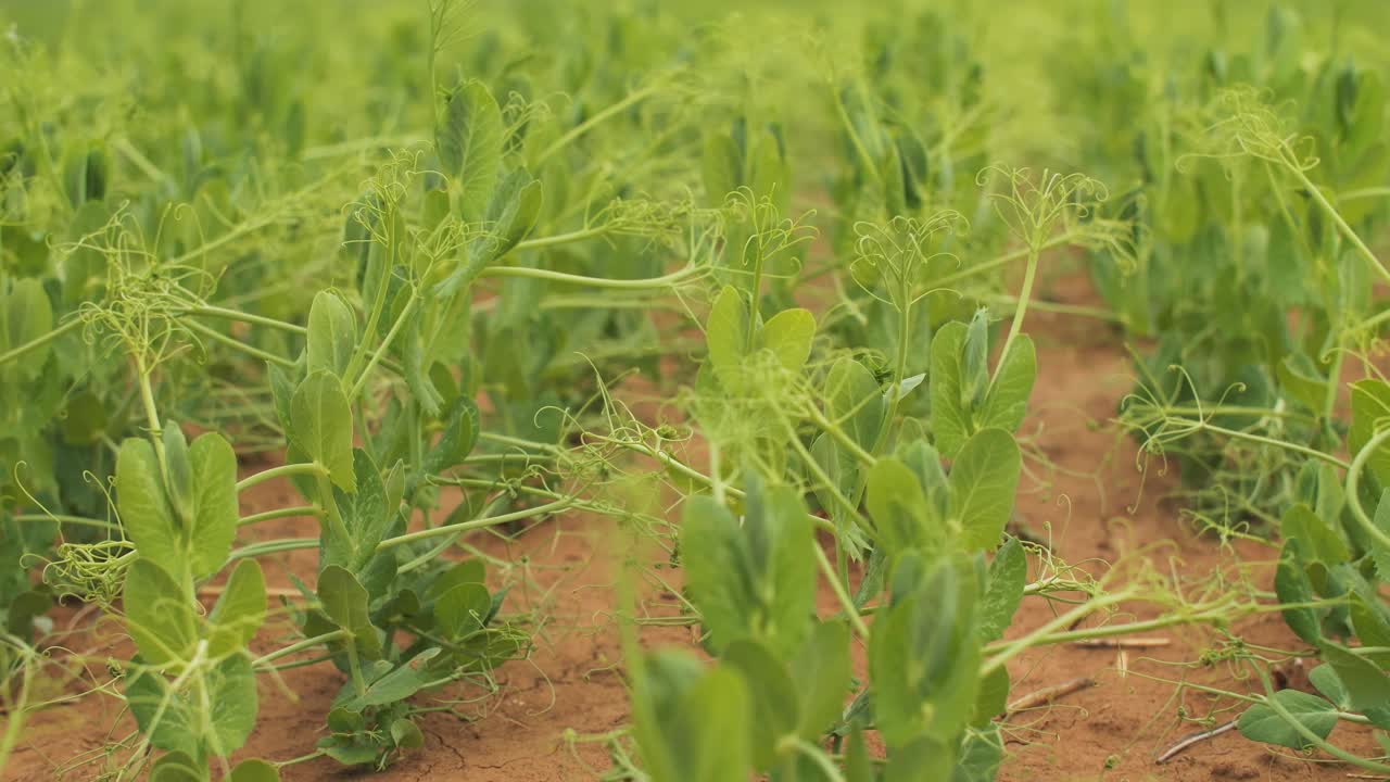 小豌豆长在地里的床上视频素材