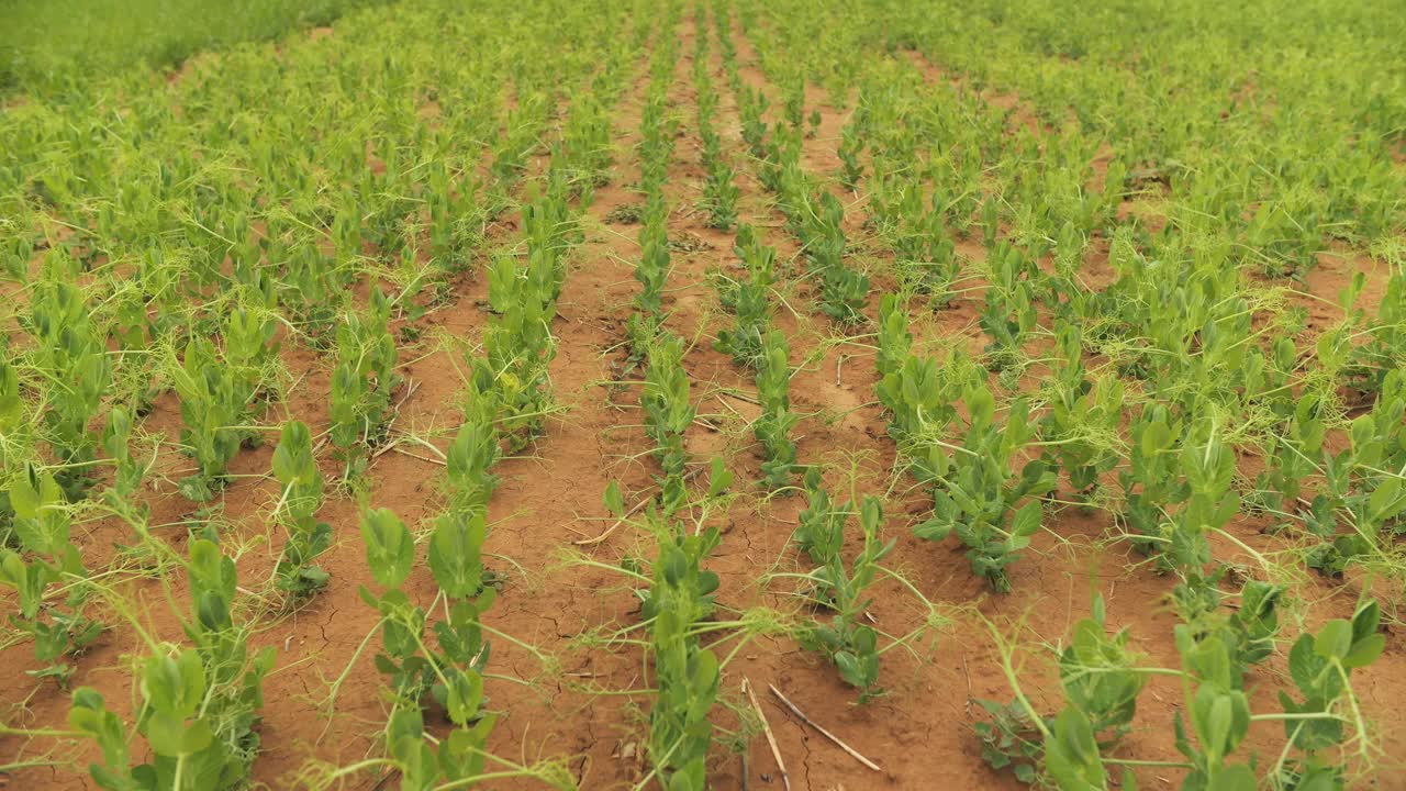 豌豆在地里发芽。豌豆收获视频素材