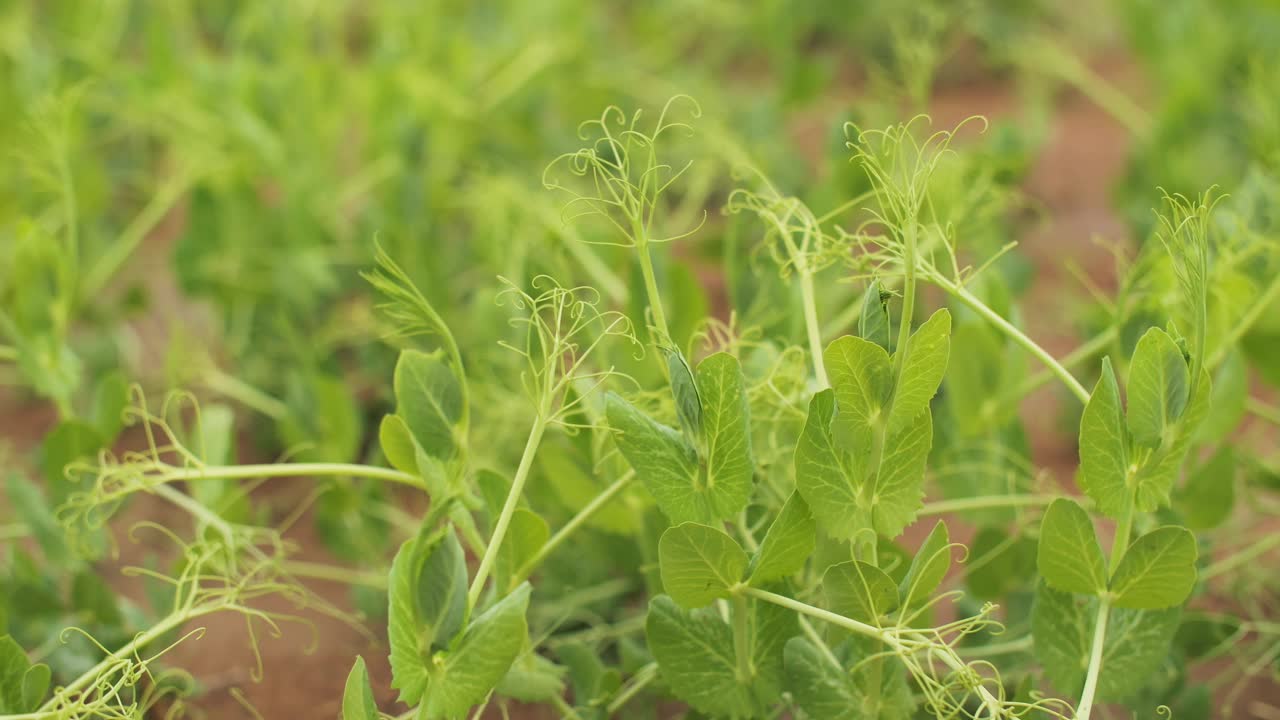 豌豆在地里发芽。豌豆收获视频下载