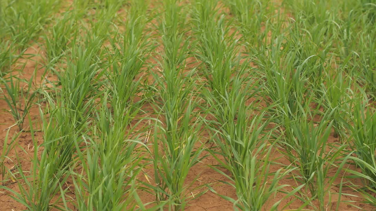 田里的小麦草视频下载