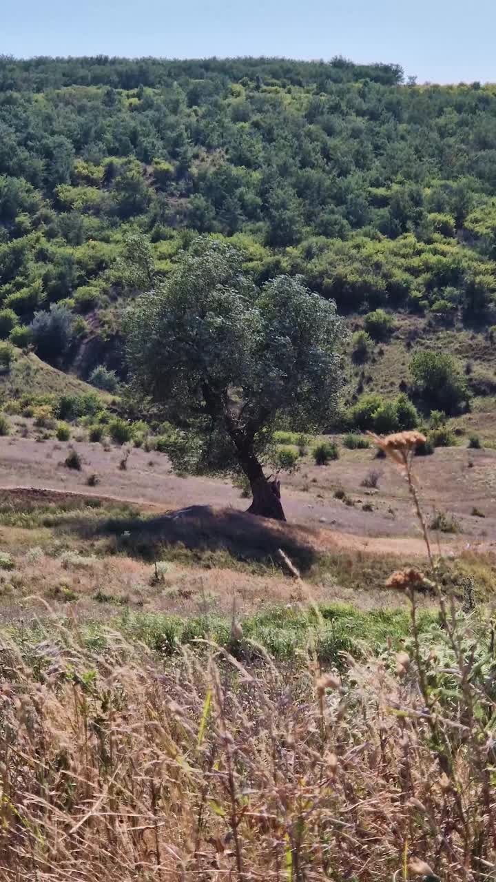 自然的夏季景色，山谷中有一棵树，背景是森林视频下载