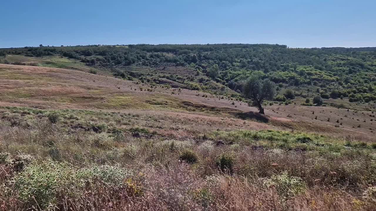 自然的夏季景色，山谷中有一棵树，背景是森林视频下载