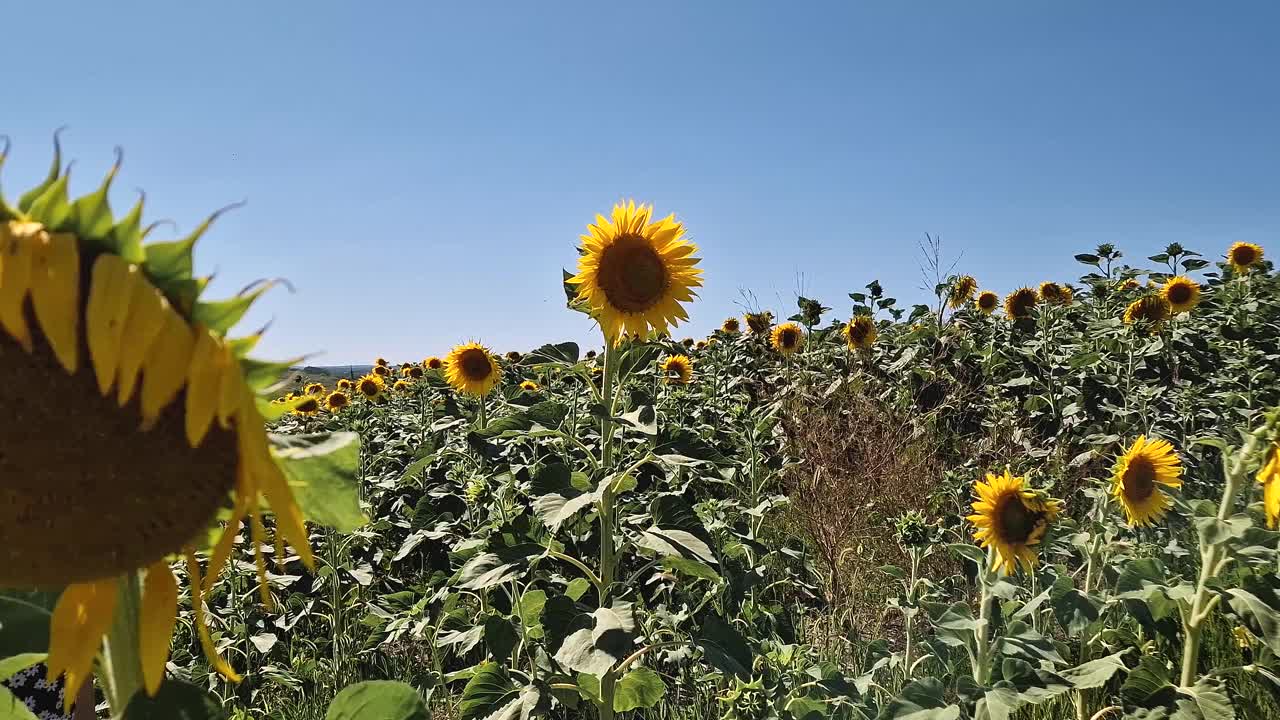 年轻女子在向日葵地里闻着花香，享受着大自然的美视频素材