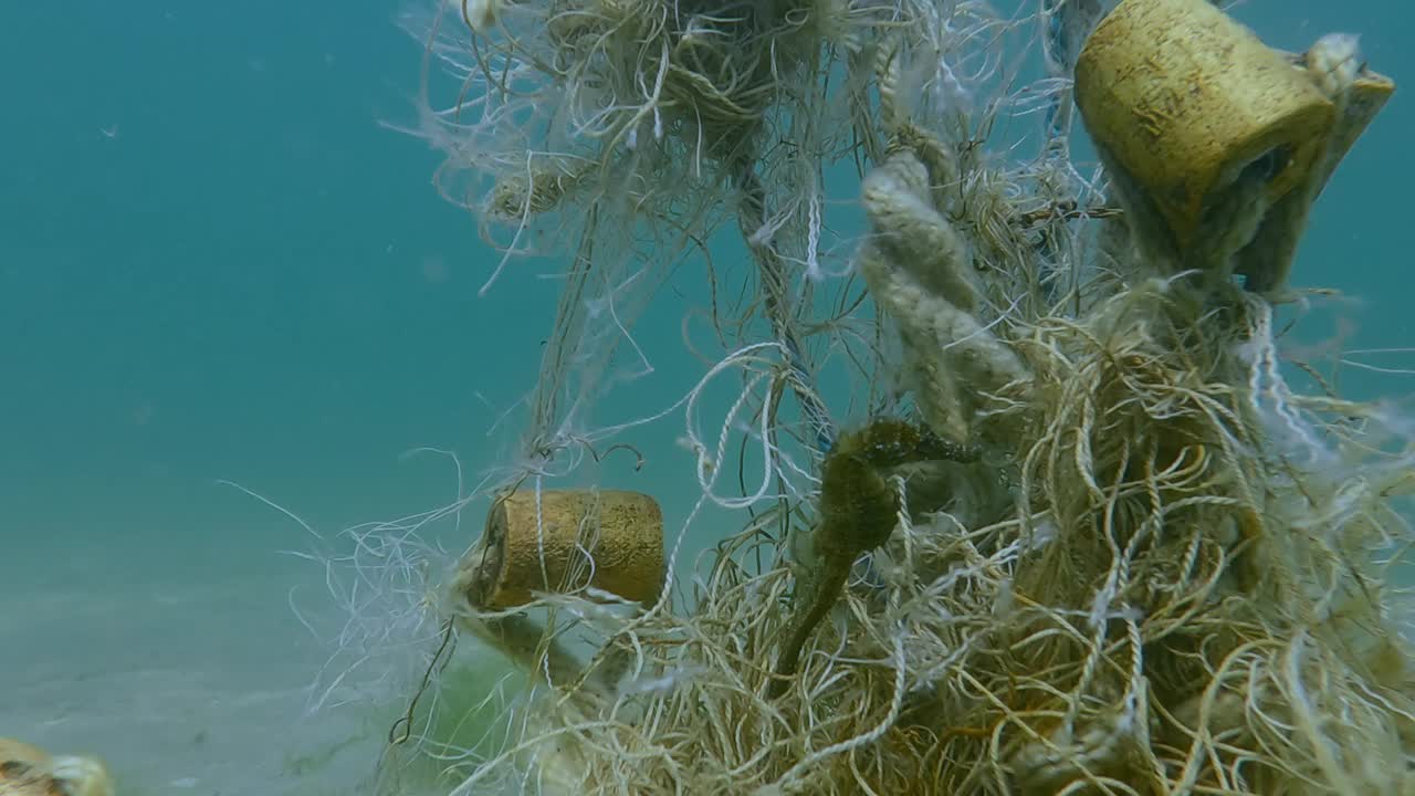 海马从海底丢失的渔网中游开视频素材